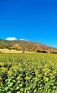 Scenic view of yellow flowering plants on field against clear blue sky