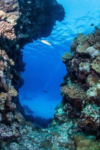 View of coral swimming in sea