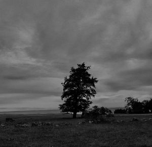 Tree on field against sky