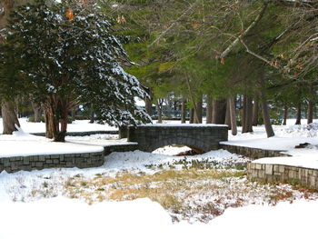 Trees in snow