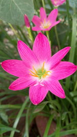 Close-up of pink flower