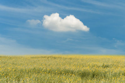 Scenic view of field against cloudy sky