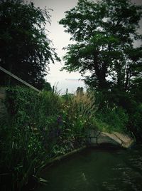 Swimming pool by trees against sky