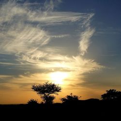 Silhouette trees against sky during sunset