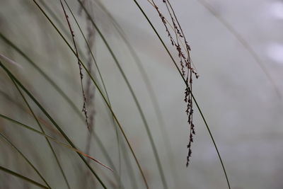 Close-up of stalks against blurred background