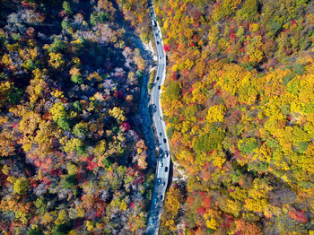 High angle view of autumn trees on road