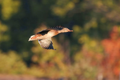 Female mallard duck flying outdoors