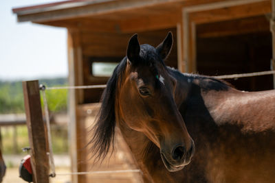 Horse in stable