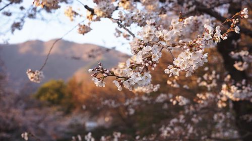 Low angle view of flowers on branch