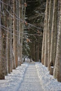 Road amidst trees in forest during winter