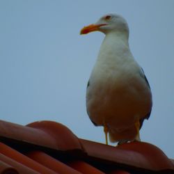 Low angle view of bird perching against clear sky