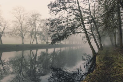 Bare trees by lake during winter