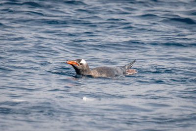 Gentoo penguin porpoises in sea in sunshine