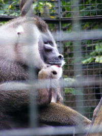 Close-up of rabbit in zoo