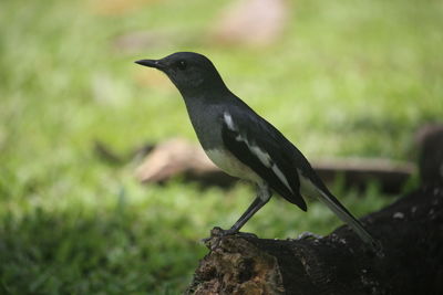 Close-up of bird perching on wood