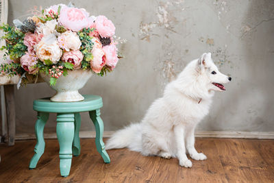 White cat sitting on table