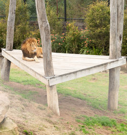 View of an animal on wood