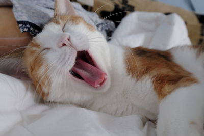 Close-up of cat lying on bed