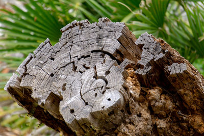 Close-up of logs on tree stump in forest