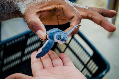Close-up of person holding hands