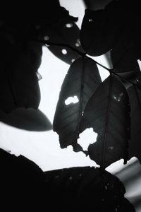 Close-up of hand holding leaf