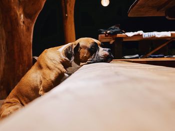 Dog relaxing head on bench