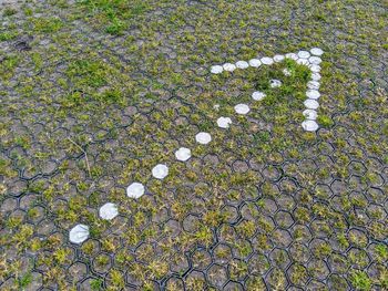 High angle view of plants growing on footpath