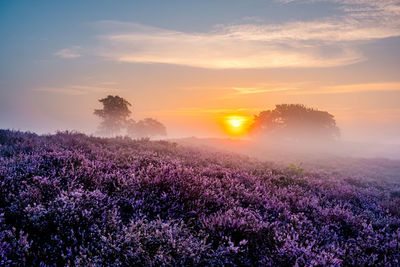 Scenic view of grassy field against sky during sunset