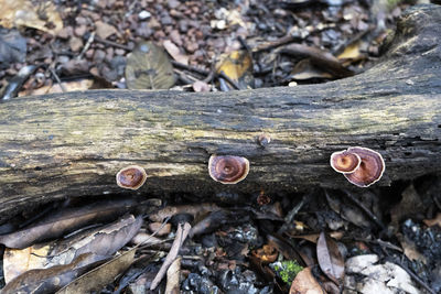 High angle view of mushrooms on field