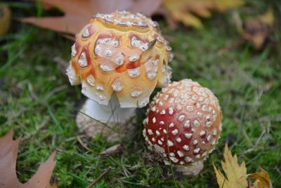Close-up of mushroom on grass
