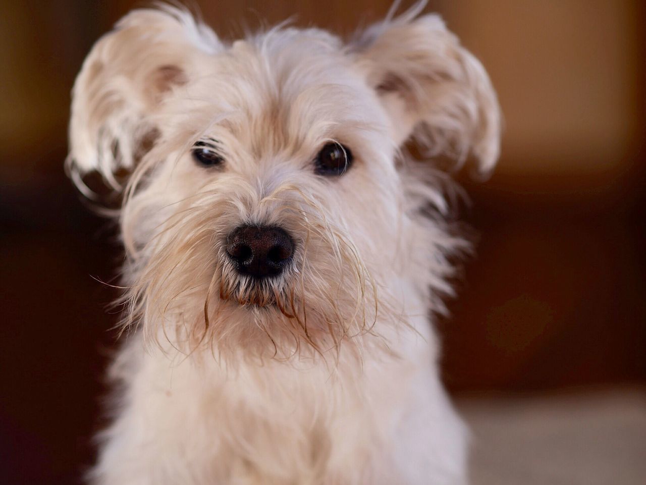 pets, dog, domestic animals, animal themes, one animal, mammal, portrait, looking at camera, indoors, close-up, animal head, focus on foreground, animal hair, front view, snout, cute, no people, home interior, pampered pets