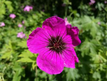 Close-up of pink flowers