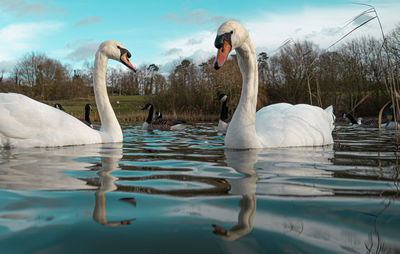 Swans swimming in lake