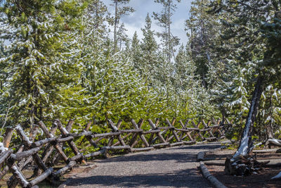 View of trees in forest