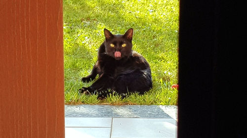 Portrait of black cat sitting outdoors