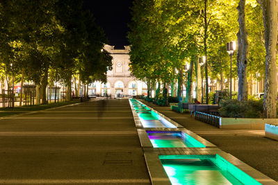 Trees in city at night