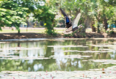 Bird flying over lake