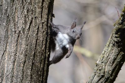 Close-up of squirrel on tree trunk