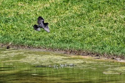 Bird flying over lake