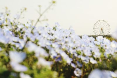 Close-up of white flowers