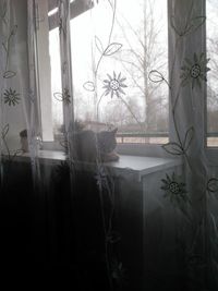 Potted plants seen through window at home