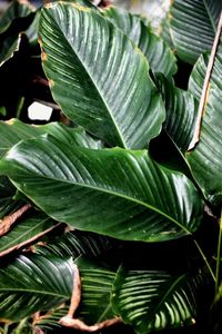 Close-up of green leaves