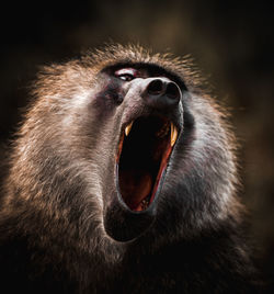 Close-up of a monkey