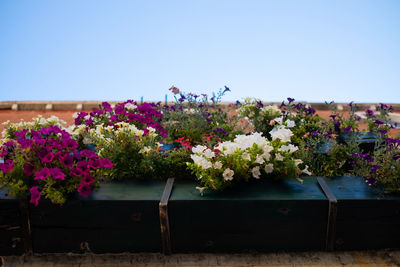 Pink flowering plants against blue sky