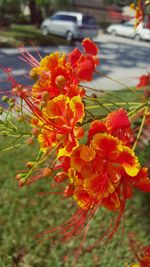 Close-up of red flowers