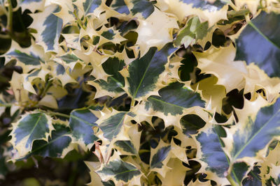 Full frame shot of flowering plant