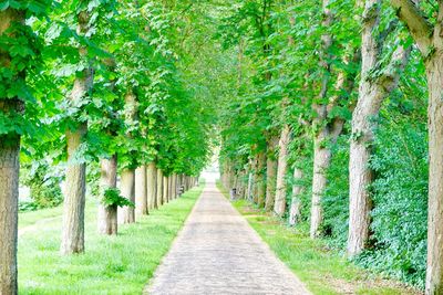 Footpath amidst trees in forest