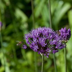 Close-up of purple flowers