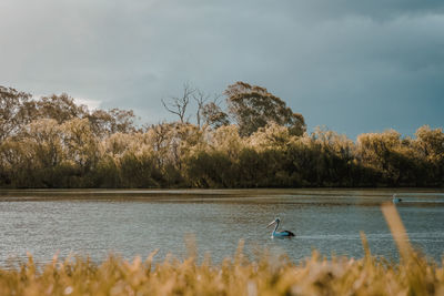 View of birds in lake against sky