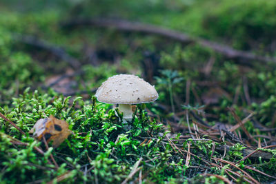 fungus